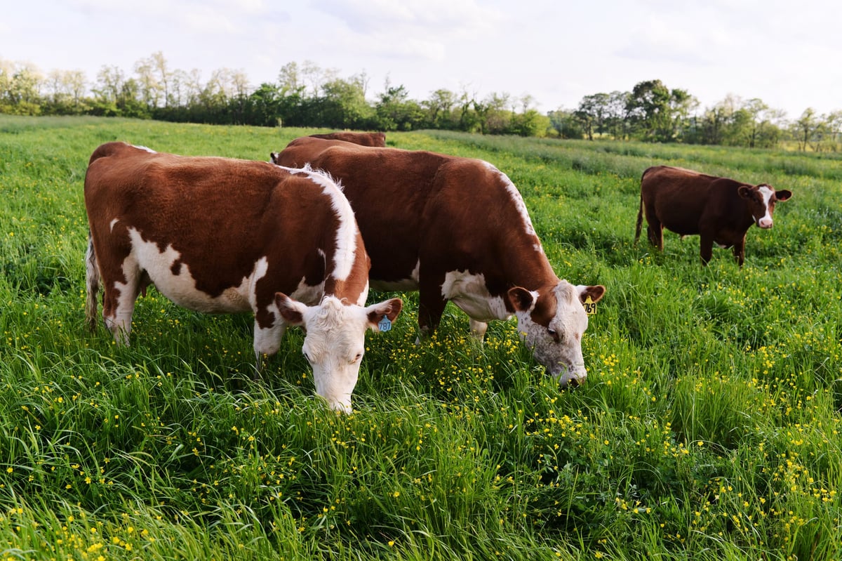 Hereford cattle grazing on a lush Virginia pasture