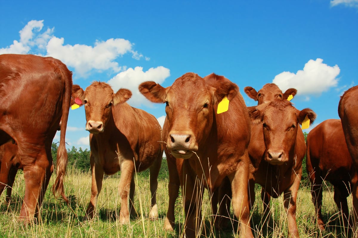 A Red Angus herd grazing on the Virginia pasture at Alaron Farms in North Garden
