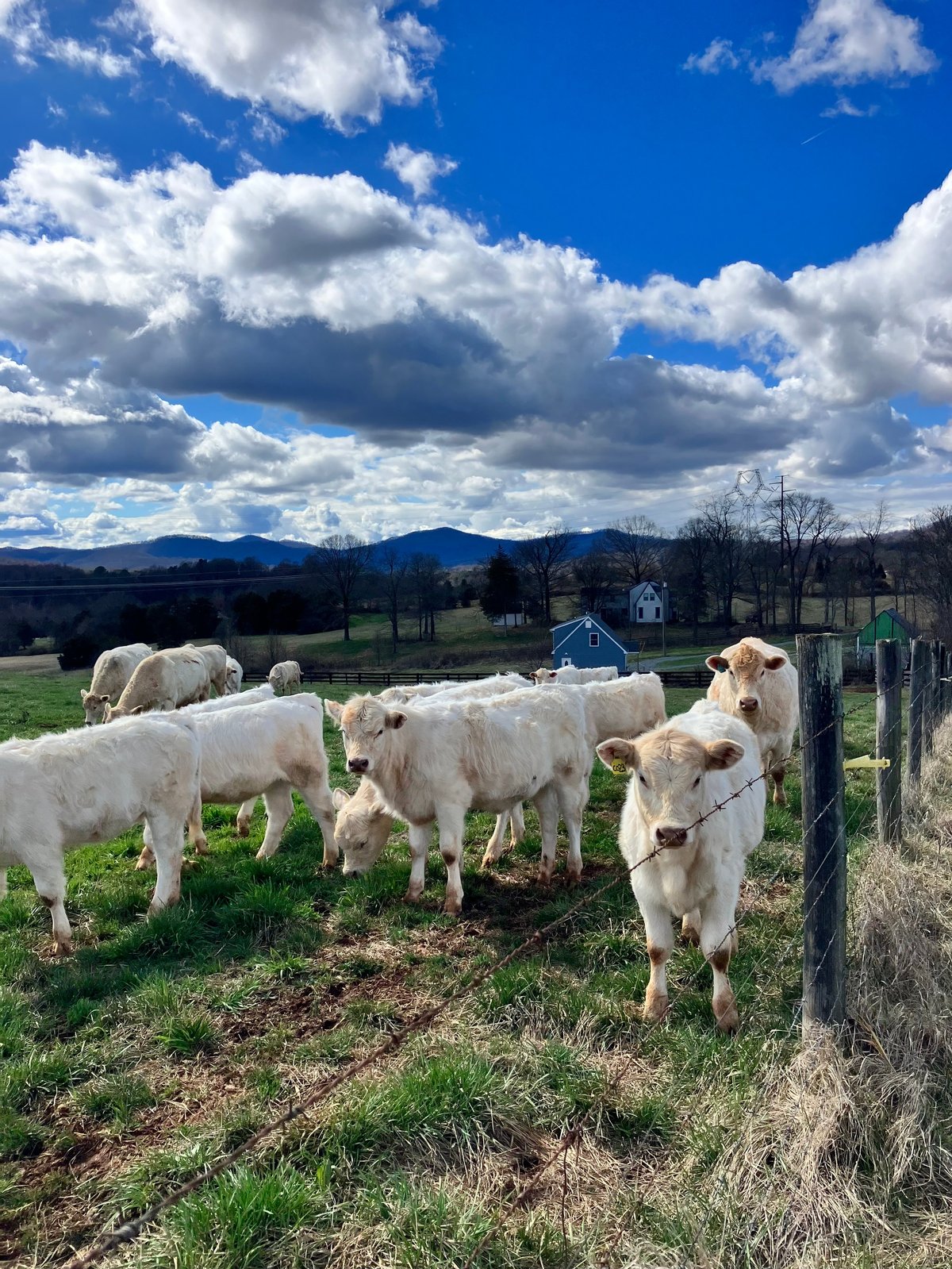 Cattle beside a fence with green pasture and clouds behind them